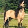 i love this horse picture.  Kowalski355 photo