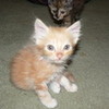 my kittens [peter] and [carmel] vamps101 photo