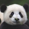 panda Lalalulu321 photo