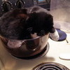 Cat in the pot Pennypatch321 photo