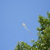 A kite I photographed when I was in Istanbul one August, my favourite photo!  crysta1 photo