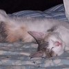 my cat Grayson....asleep shadowlover3000 photo